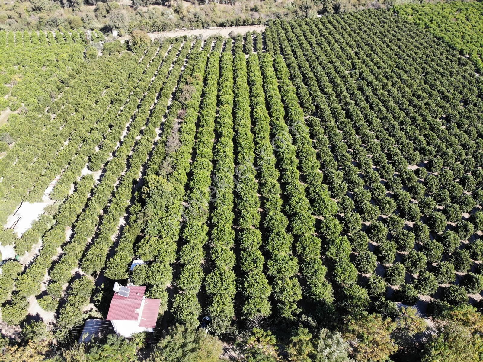 Ortaca Akıncıda 8230 M2 Limon Tarlası Satılık - Görsel 2