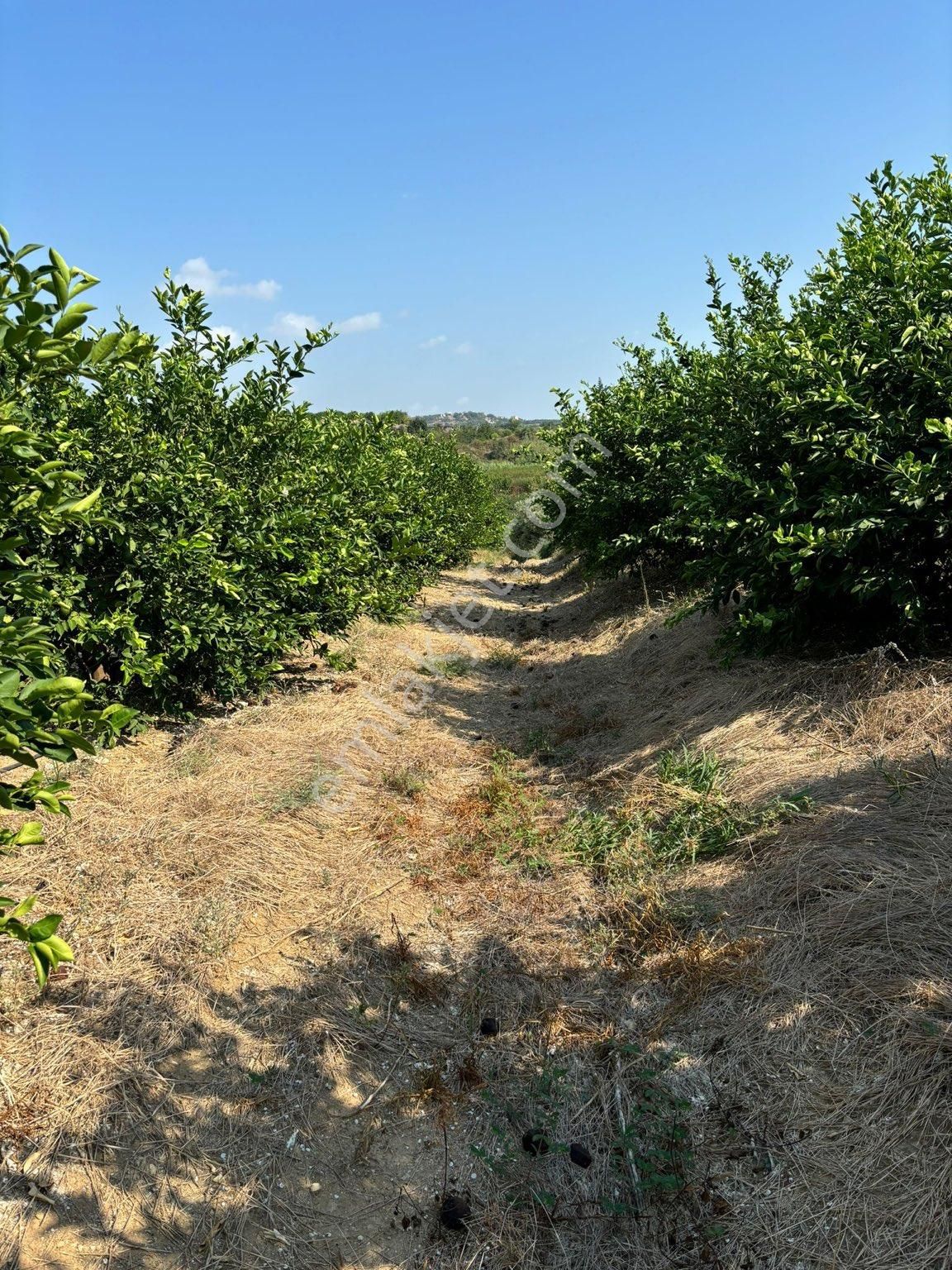 Akdeniz Puğkaracadağ Satılık Tarla Mersin Yanpar Satılık 3400 M2 Limon Bahçesi