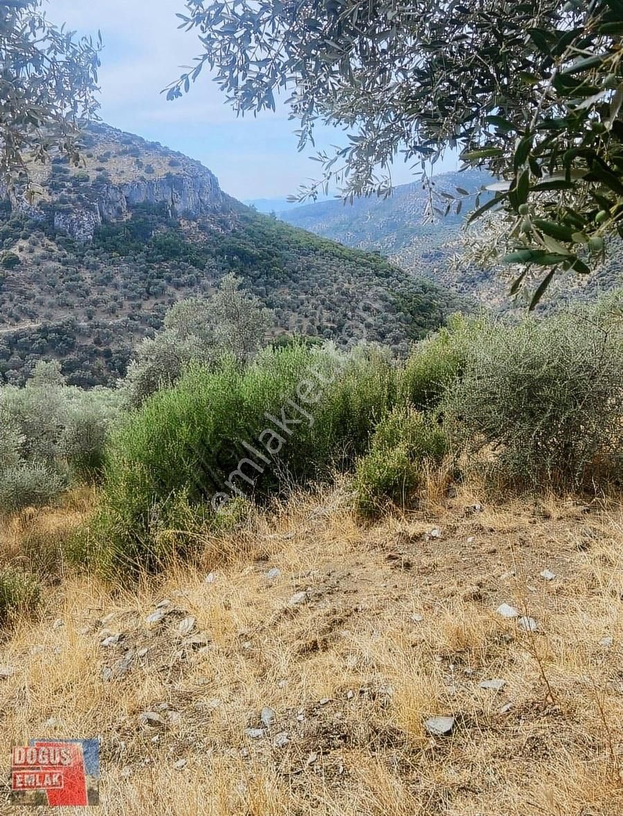 Tire Doğuş Emlak Tan Şirince Karıncalıyokuşda Satılık Zeytinlik - Görsel 7