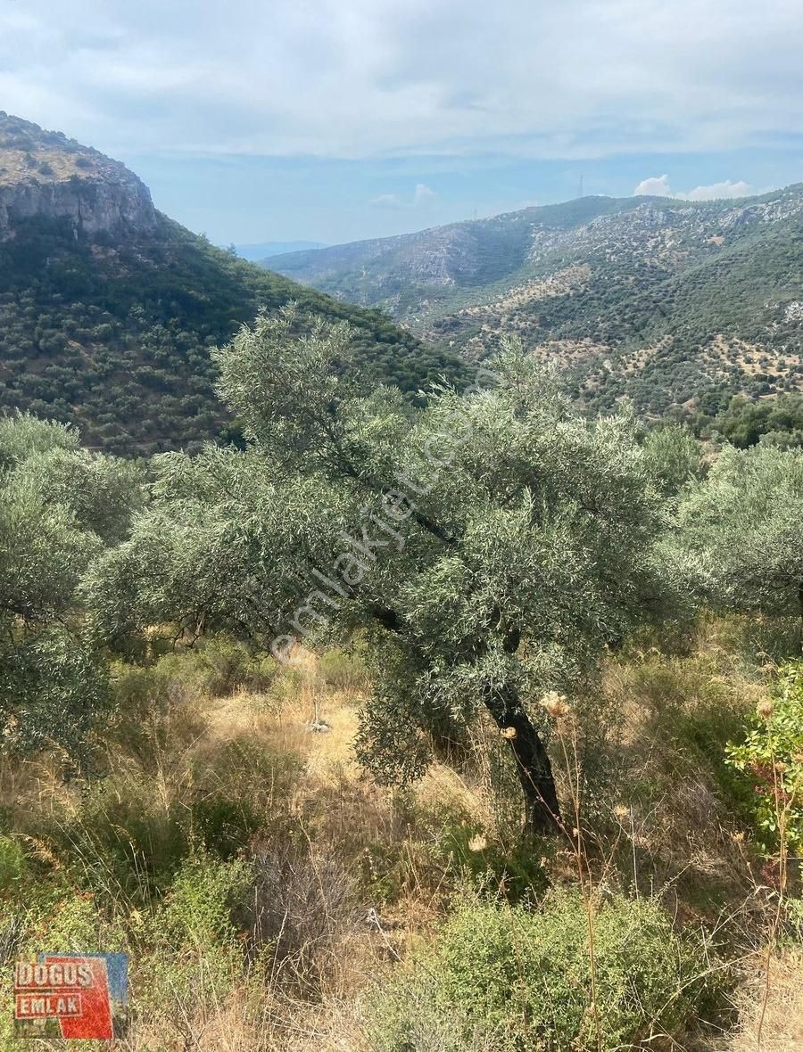 Tire Doğuş Emlaktan Selçuk Şirincede Satılık Zeytinlik - Görsel 2