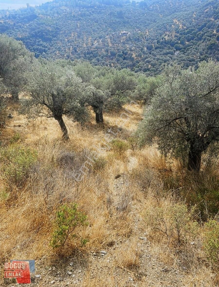 Tire Doğuş Emlaktan Selçuk Şirincede Satılık Zeytinlik - Görsel 6