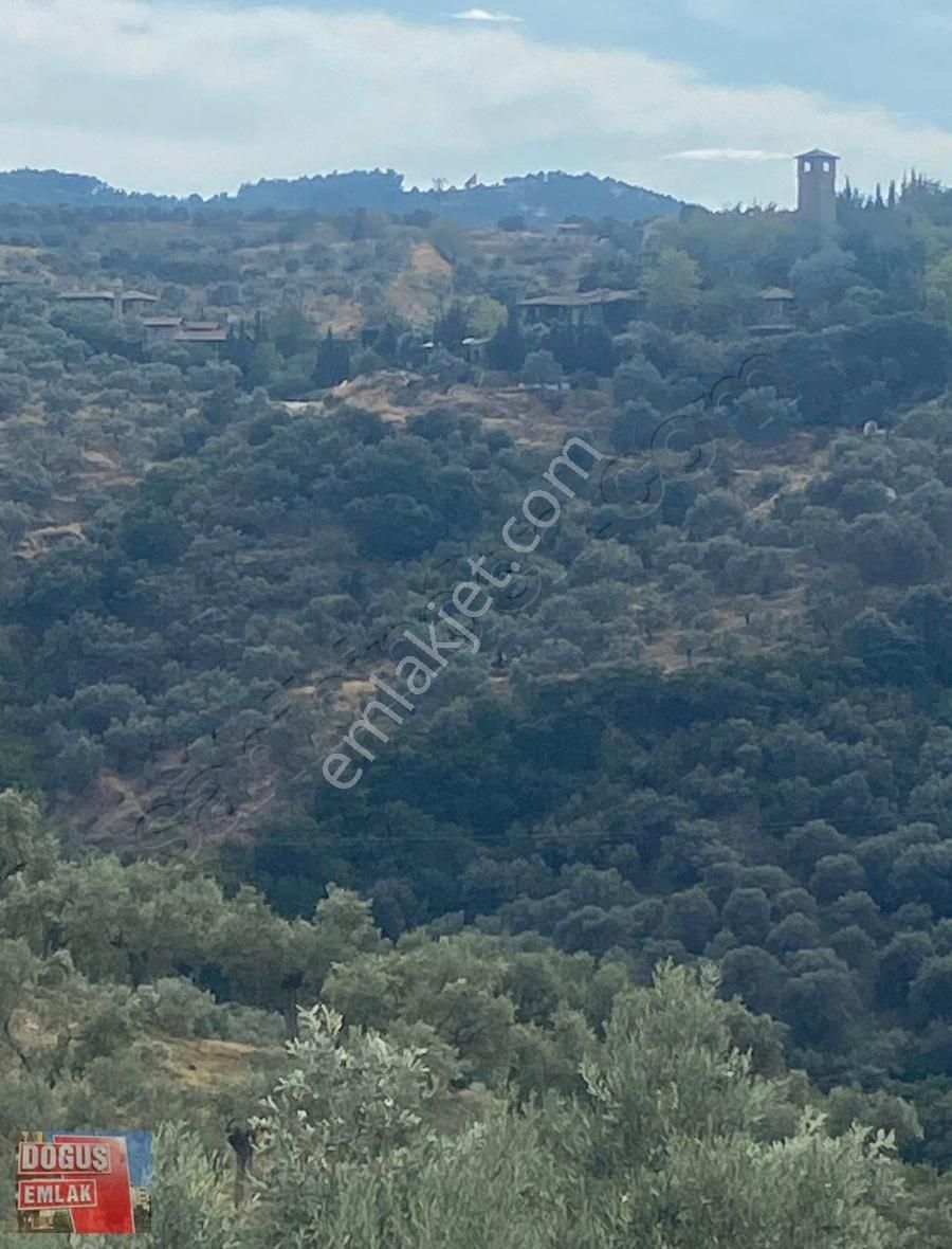 Tire Doğuş Emlaktan Selçuk Şirincede Satılık Zeytinlik - Görsel 3