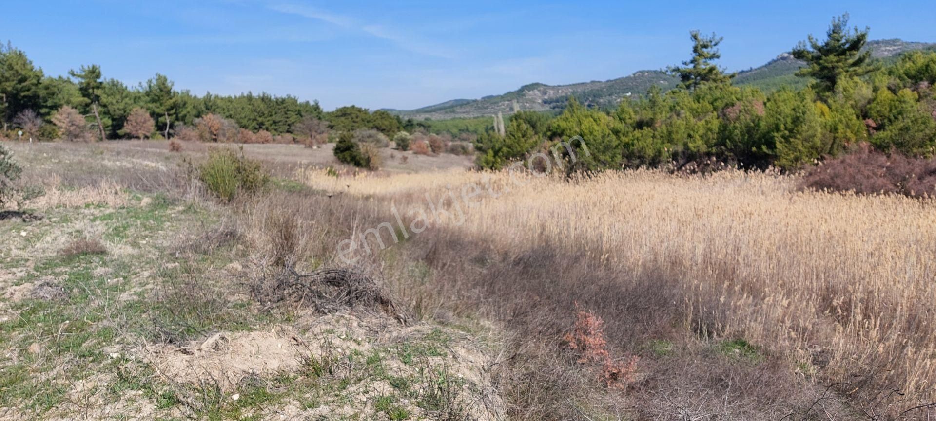 Bergama Bozyerler Satılık Tarla  AFACAN dan Bozyerler de Asfalta Sıfır Satılık Kıymetli Arazi