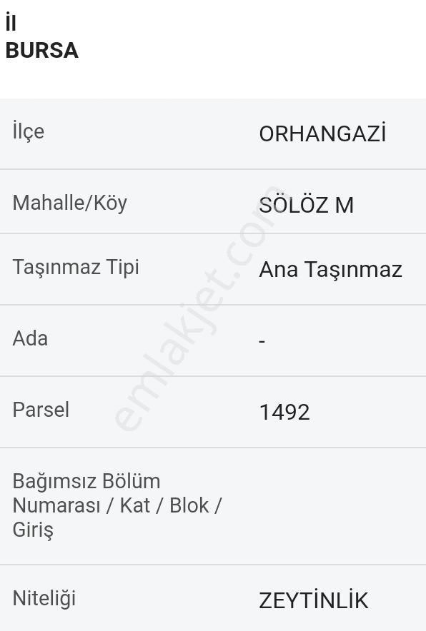 Orhangazi Sölöz Satılık Zeytinlik 15 Ağaçlı Zeytinlik