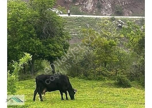 Sındırgı Osmanlar Satılık Tarla BALIKESİR SINDIRGI OSMANLAR ANAYOLA YAKIN YATIRIMLIK ARSA