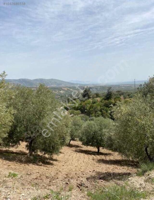 Manisa Saruhanlı Büyük Belen De Satılık 19.500 M2 Zeytinlik 2.249.000 Tl - Görsel 5