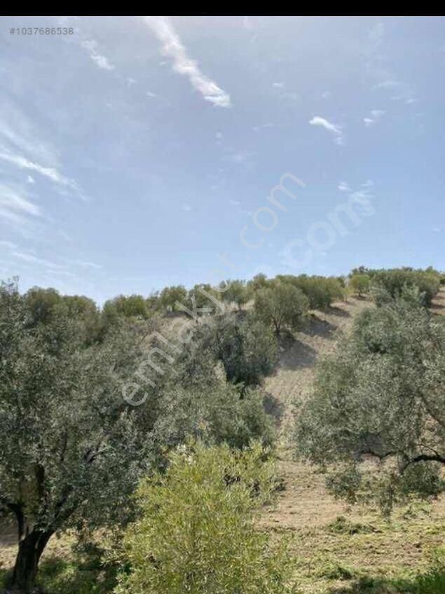 Manisa Saruhanlı Büyük Belen De Satılık 19.500 M2 Zeytinlik 2.249.000 Tl - Görsel 10