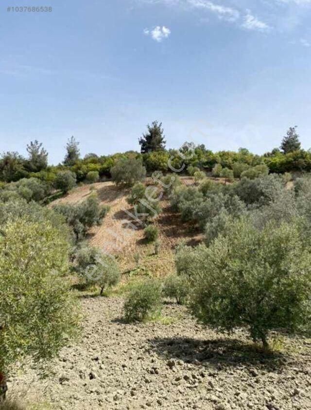 Manisa Saruhanlı Büyük Belen De Satılık 19.500 M2 Zeytinlik 2.249.000 Tl - Görsel 7
