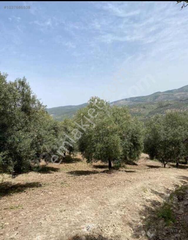 Manisa Saruhanlı Büyük Belen De Satılık 19.500 M2 Zeytinlik 2.249.000 Tl - Görsel 4