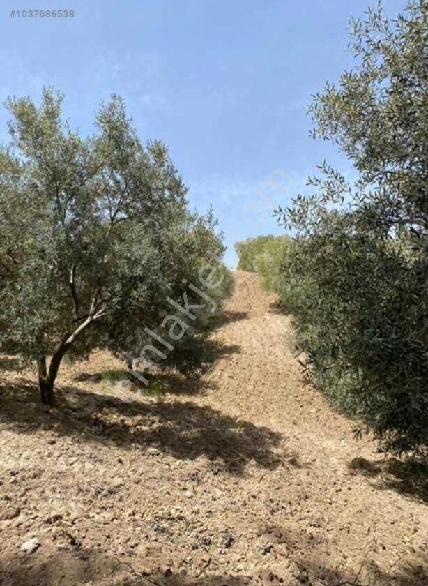 Manisa Saruhanlı Büyük Belen De Satılık 19.500 M2 Zeytinlik 2.249.000 Tl - Görsel 11