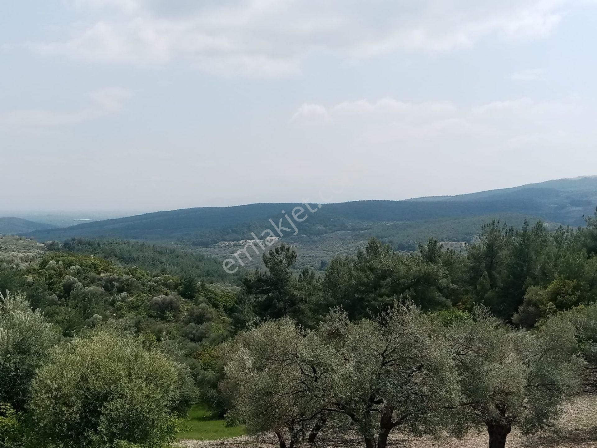 Manisa Saruhanlı Büyük Belen De Satılık 19.500 M2 Zeytinlik 2.249.000 Tl - Görsel 6