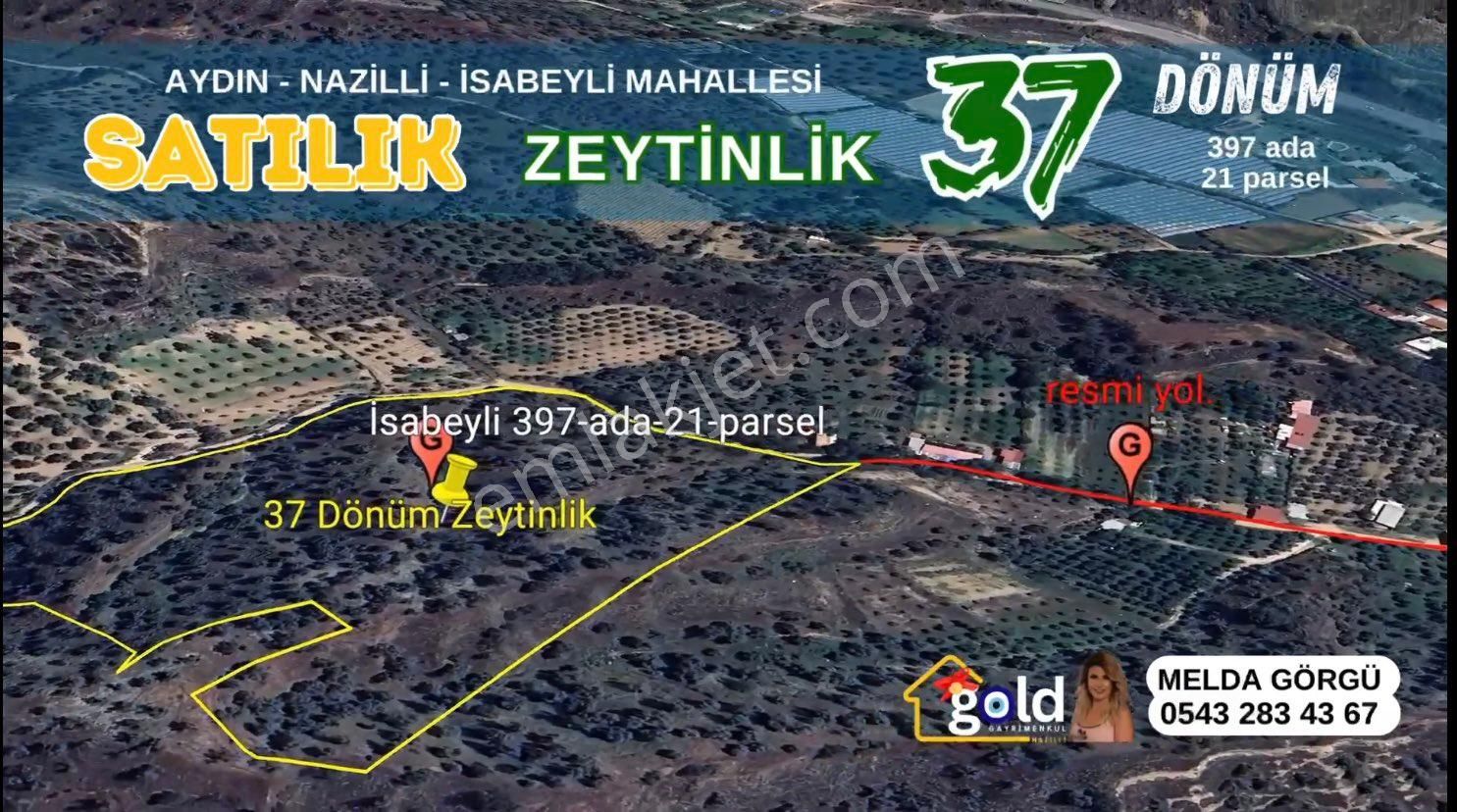 Nazilli İsabeyli Satılık Zeytinlik  NAZİLLİ İSABEYLİDE MERKEZE YAKIN 37 DÖNÜM ZEYTİNLİK