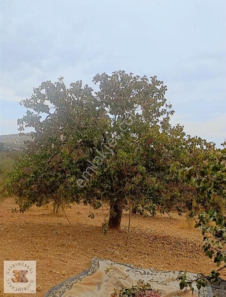 Nizip Altındağ Satılık Tarla Altındağda Satılık Fıstıklık Resmi Yola cephe...