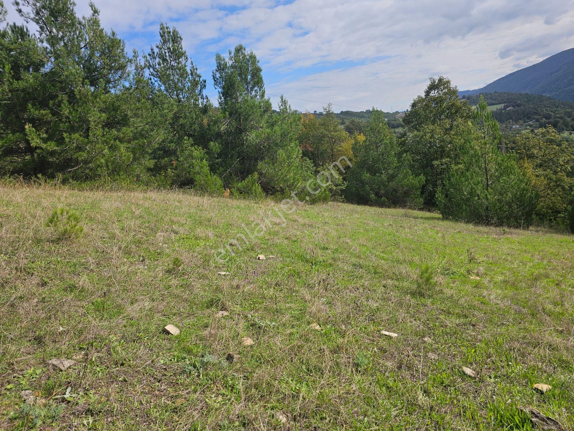 Dikmen Kerim Köyü (Merkez) Satılık Tarla ESKİ SAMSUN-SİNOP KARAYOLUNA CEPHE 3158m2 TARLA