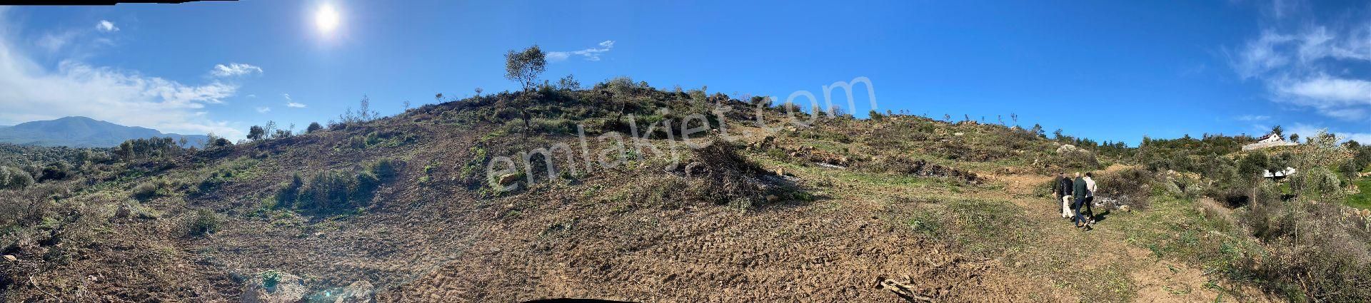 Seferihisar Orhanlıda 20300m2 Zeytinli Tarla - Görsel 6