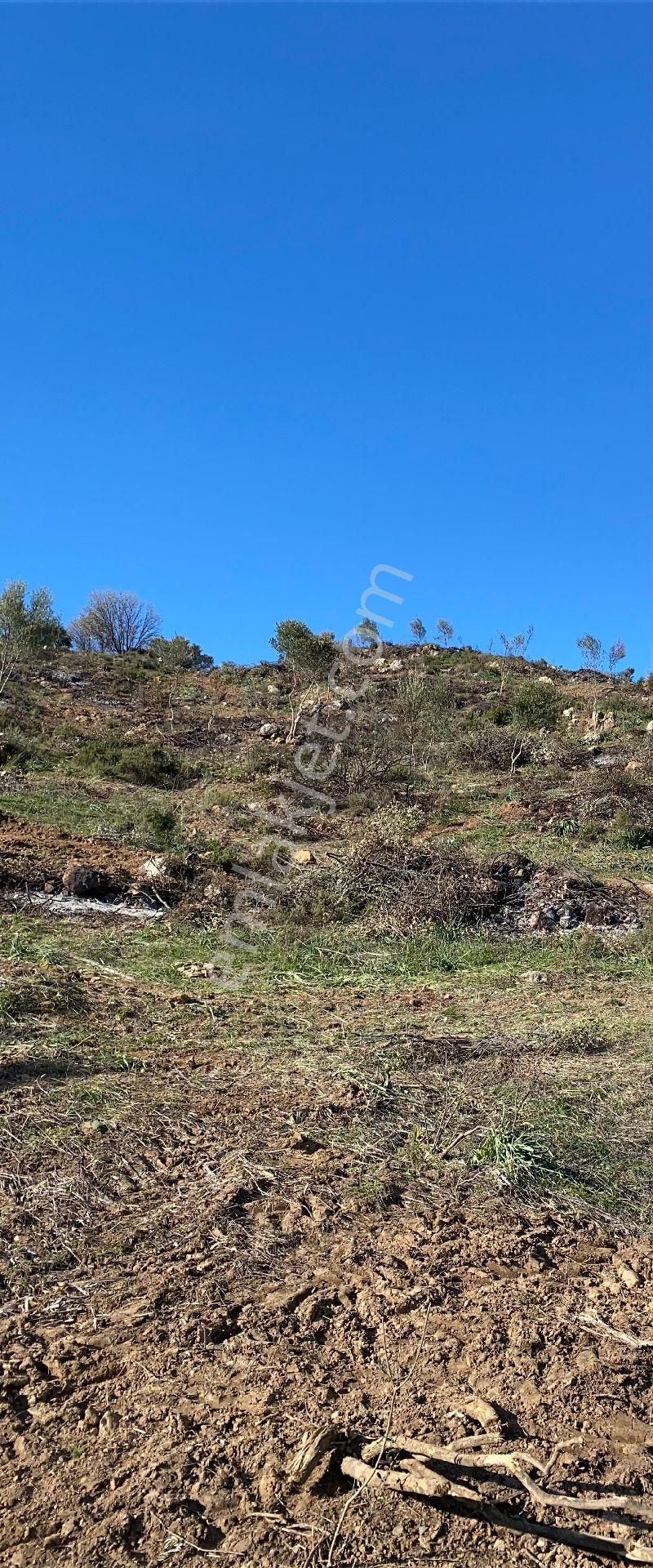 Seferihisar Orhanlıda 20300m2 Zeytinli Tarla - Görsel 5