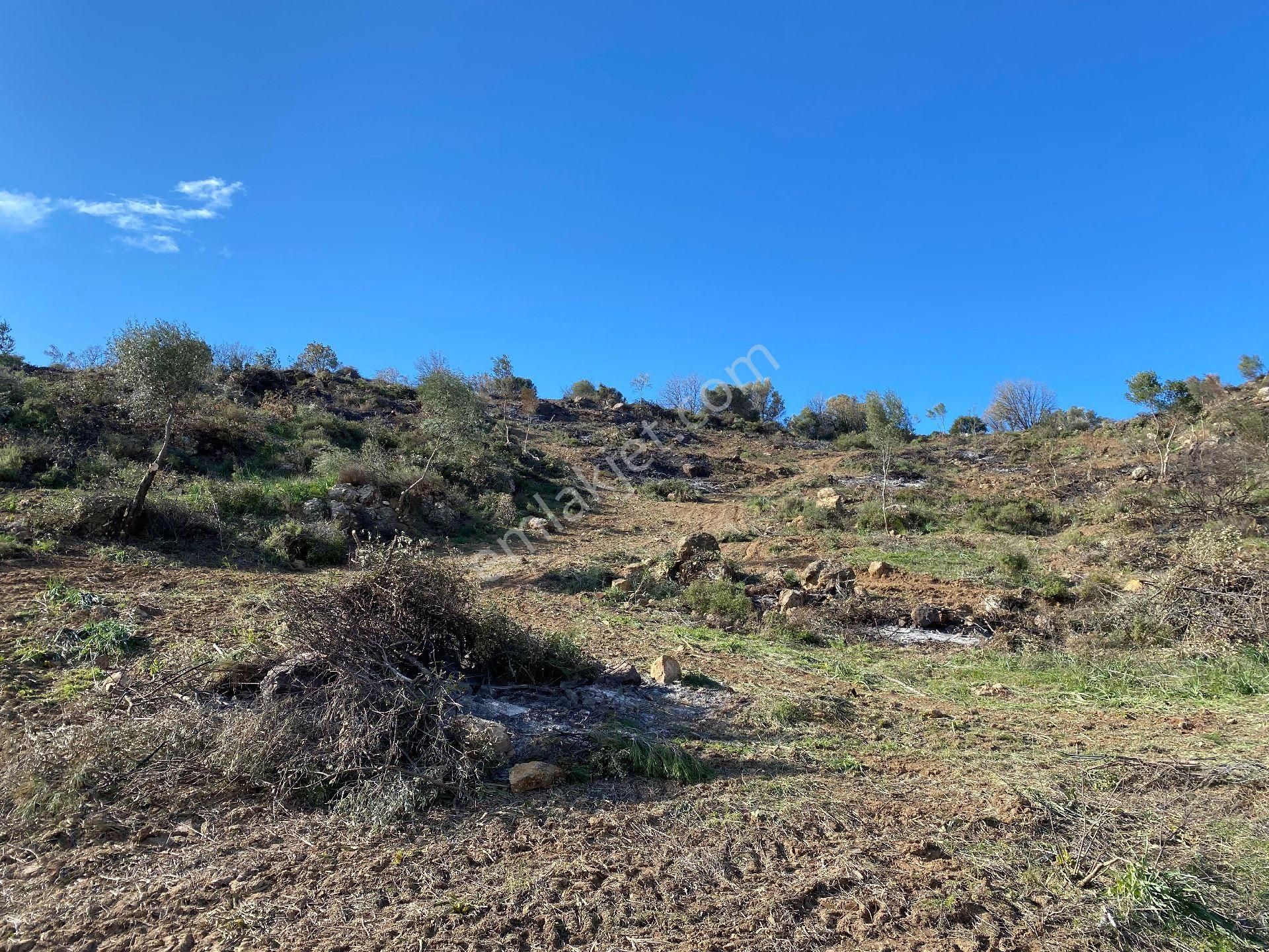 Seferihisar Orhanlıda 20300m2 Zeytinli Tarla - Görsel 10