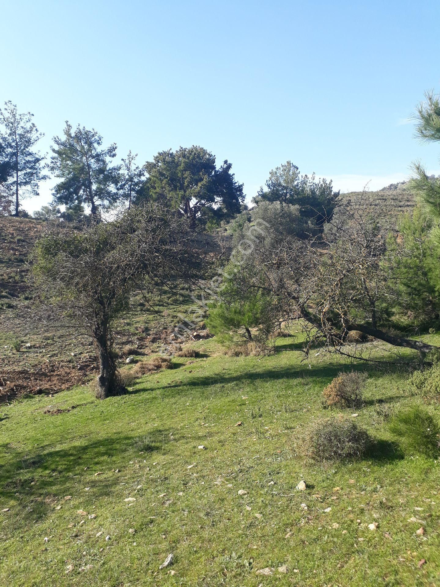 Seferihisar Orhanlıda 20300m2 Zeytinli Tarla - Görsel 2