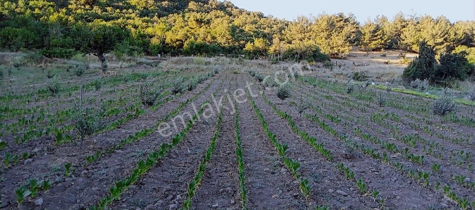 Saklı Vadide 21.470 M² Tek Tapu Tarla