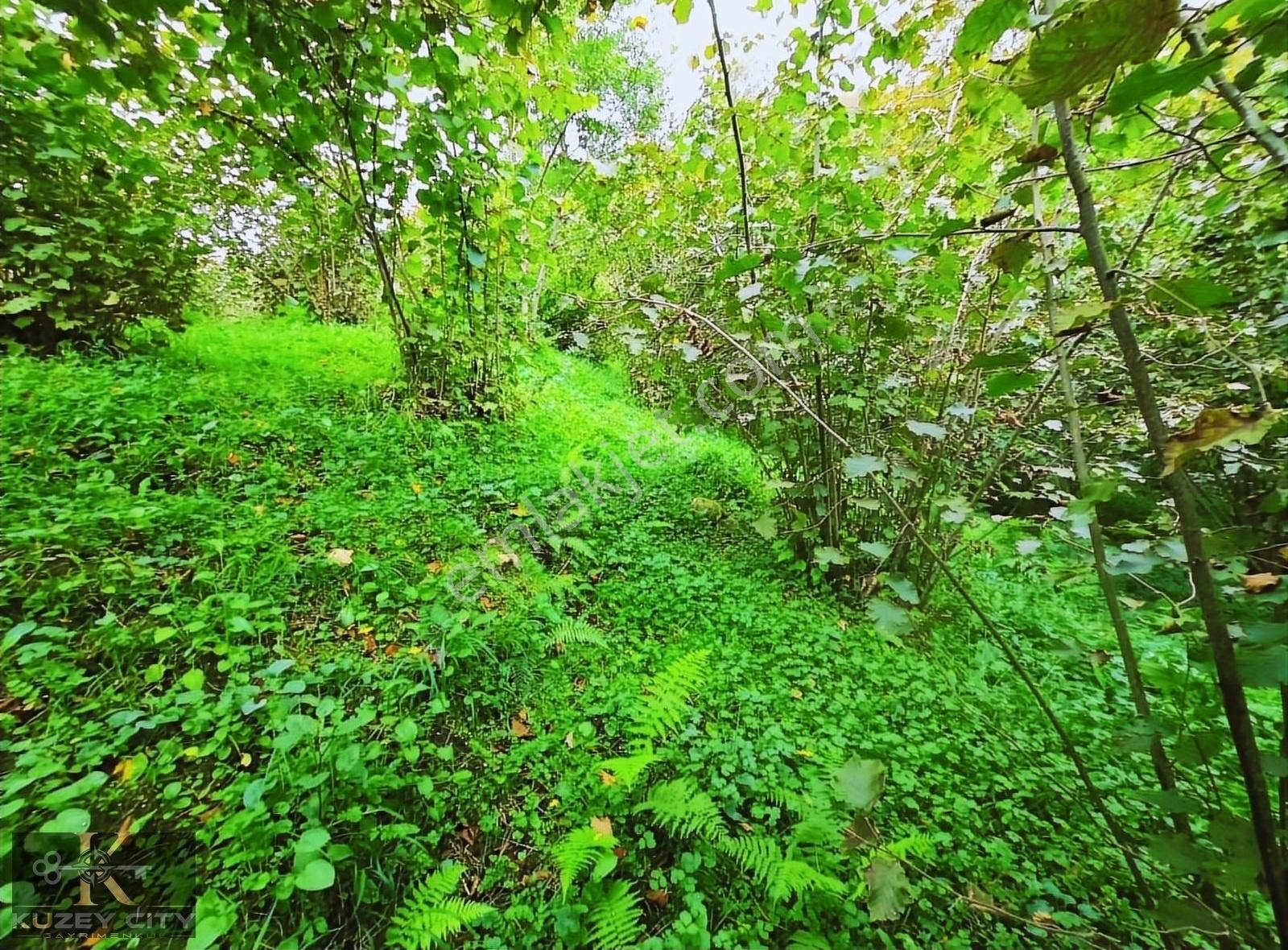Kuzey City Gayrimenkul Den Vakfıkebirde Satılık Fırsat Arazi - Görsel 5
