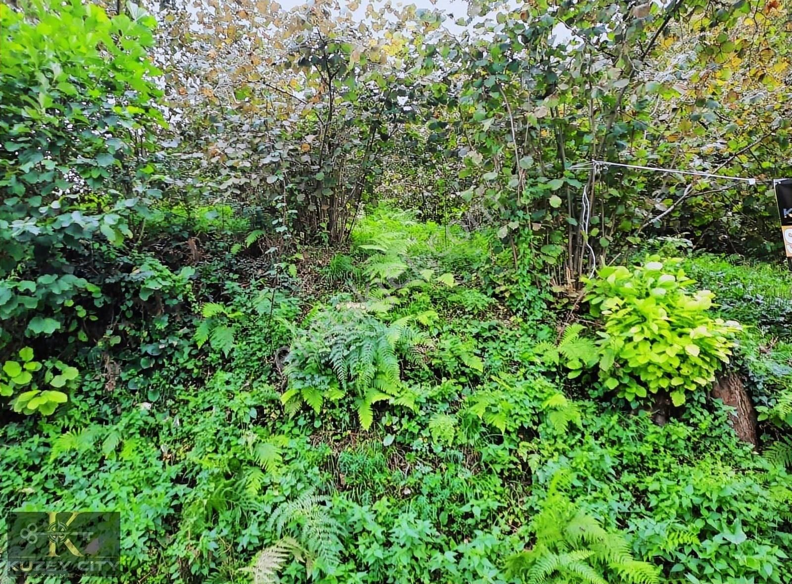 Kuzey City Gayrimenkul Den Vakfıkebirde Satılık Fırsat Arazi - Görsel 11