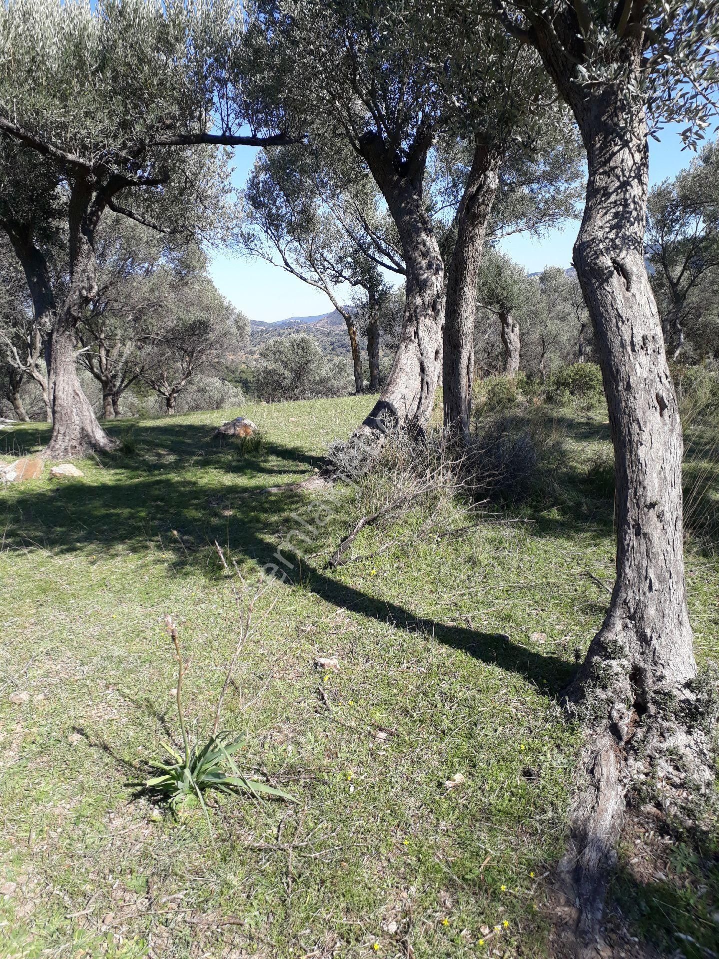 Seferihisar Orhanlıda Resmi Yola Cepheli 1300m2zeytinli Tarla - Görsel 6