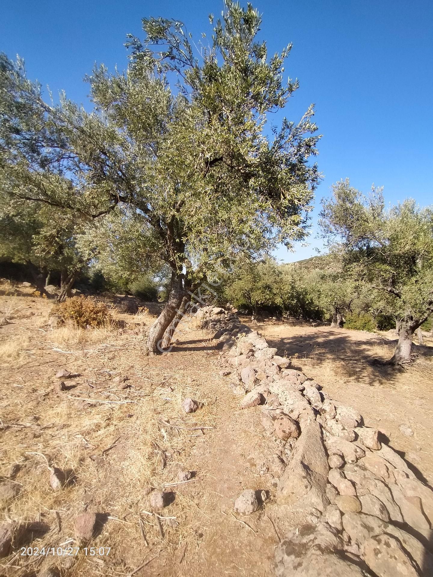 Saadet Korkmaz Emlak'tan Dikili Katıralanı Köyünde 8550 M2 Tarla Vasfında Satılık Zeytinlik - Görsel 3