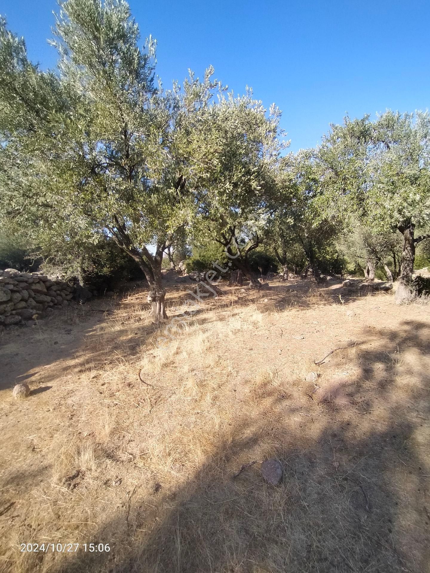 Saadet Korkmaz Emlak'tan Dikili Katıralanı Köyünde 8550 M2 Tarla Vasfında Satılık Zeytinlik - Görsel 14