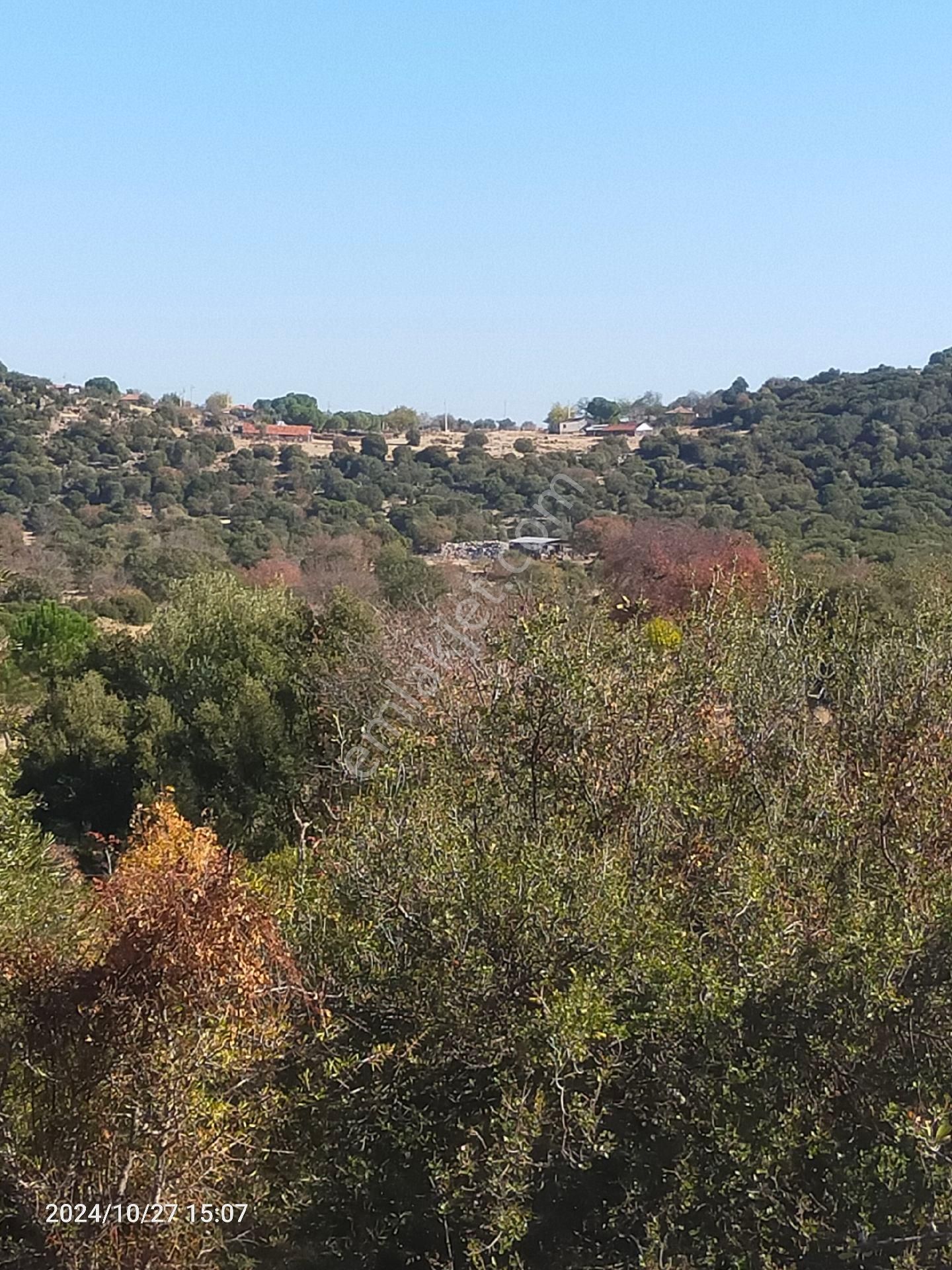 Saadet Korkmaz Emlak'tan Dikili Katıralanı Köyünde 8550 M2 Tarla Vasfında Satılık Zeytinlik