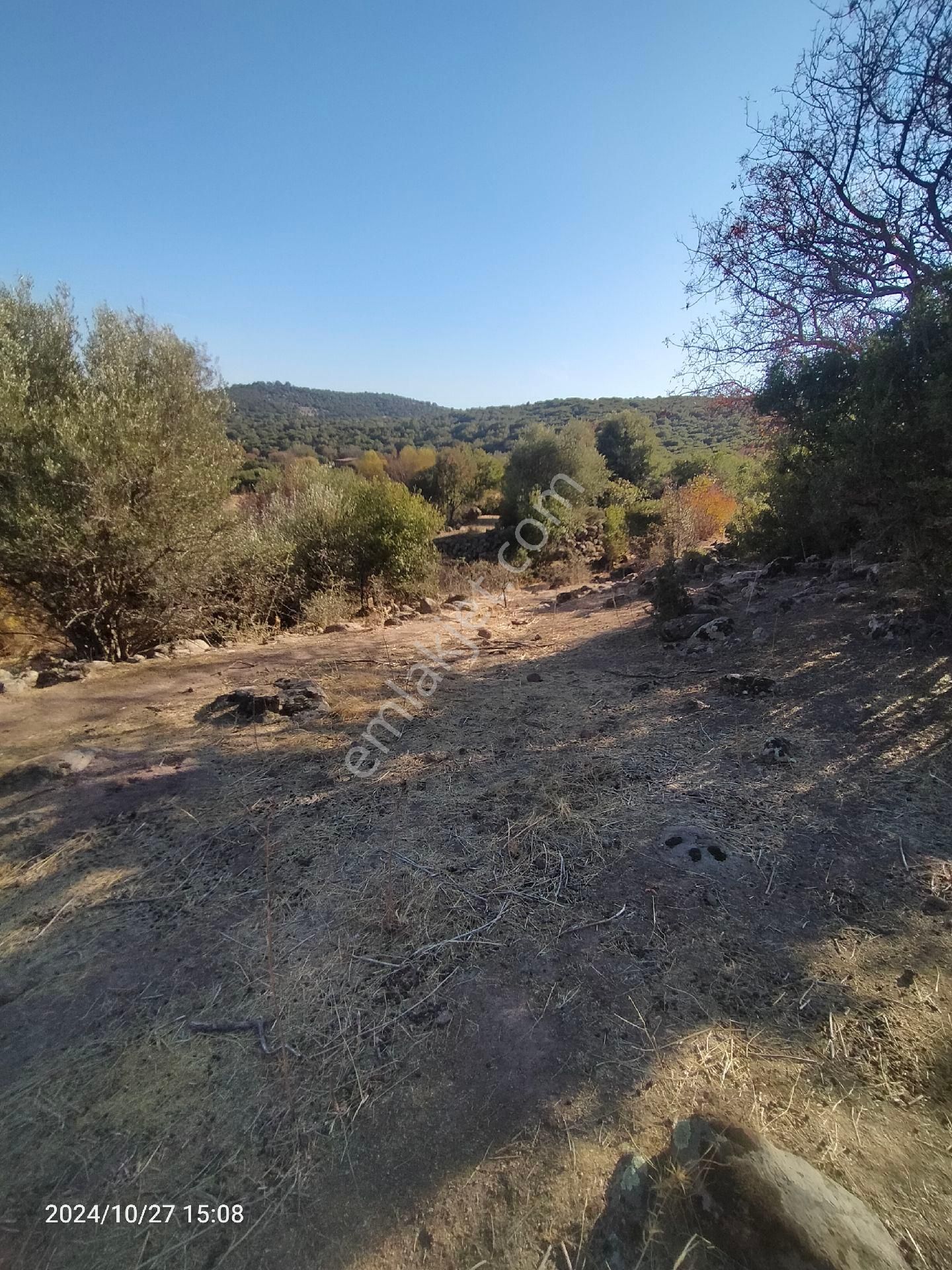 Saadet Korkmaz Emlak'tan Dikili Katıralanı Köyünde 8550 M2 Tarla Vasfında Satılık Zeytinlik - Görsel 8