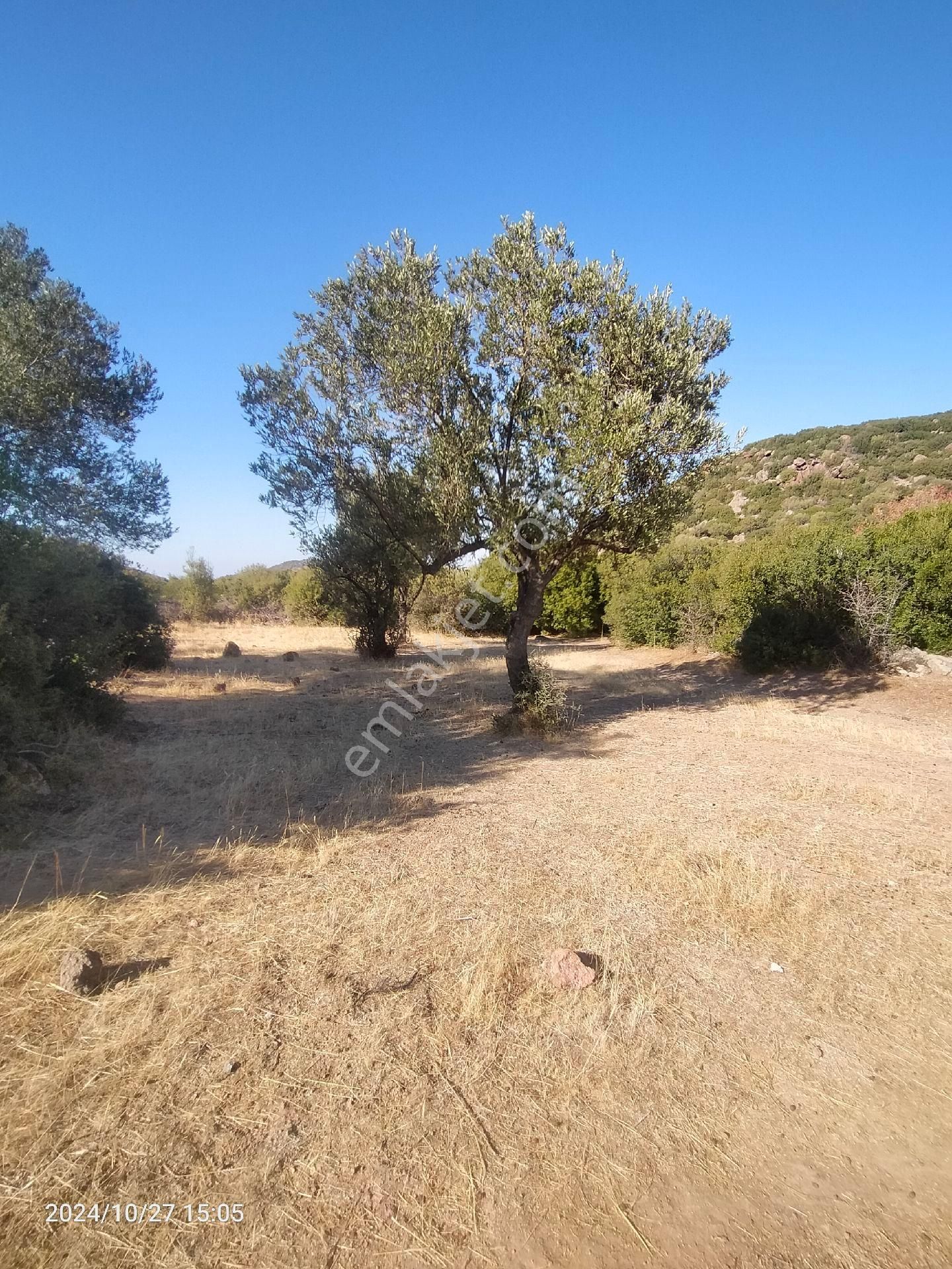 Saadet Korkmaz Emlak'tan Dikili Katıralanı Köyünde 8550 M2 Tarla Vasfında Satılık Zeytinlik - Görsel 20