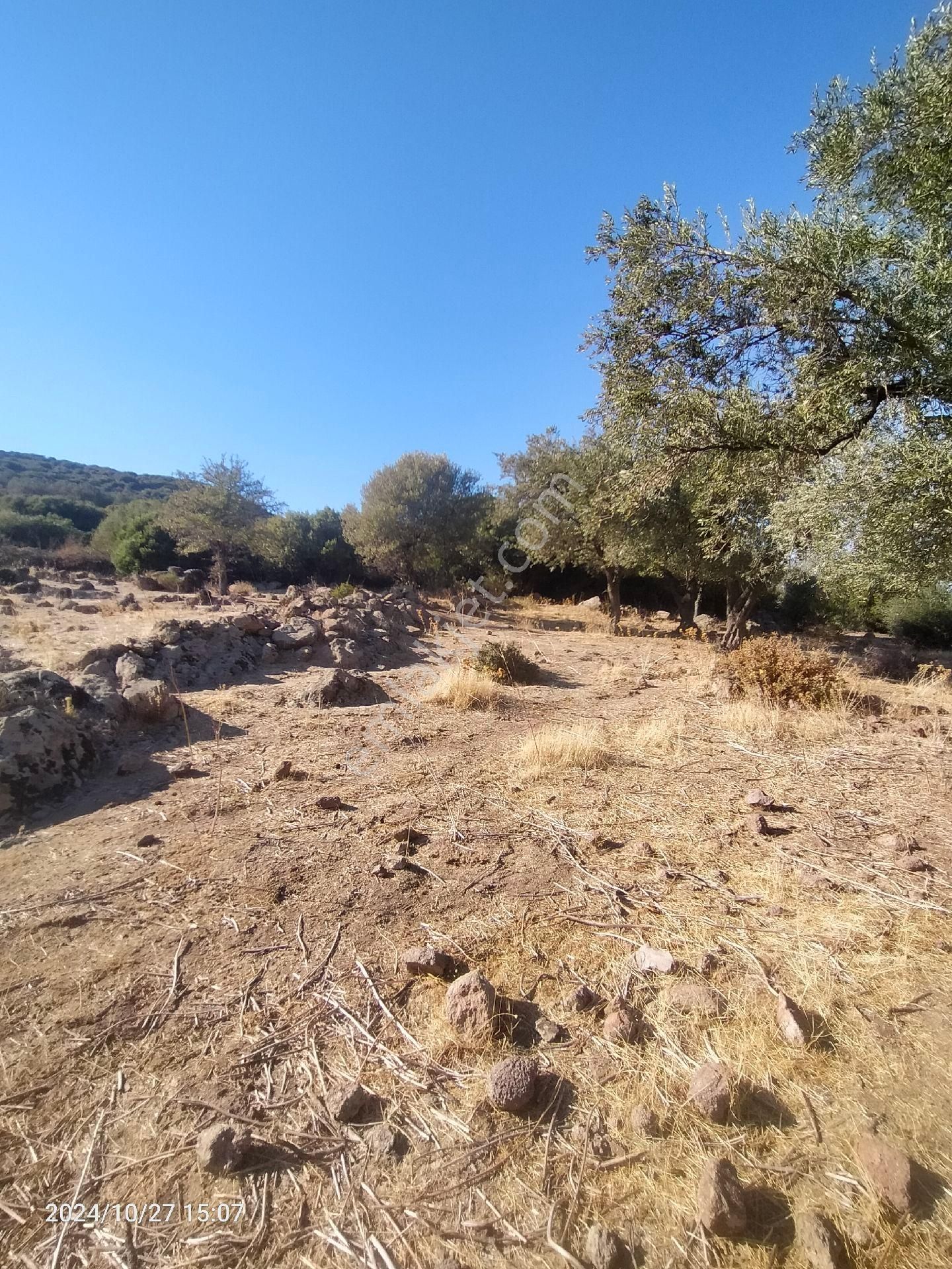 Saadet Korkmaz Emlak'tan Dikili Katıralanı Köyünde 8550 M2 Tarla Vasfında Satılık Zeytinlik - Görsel 5