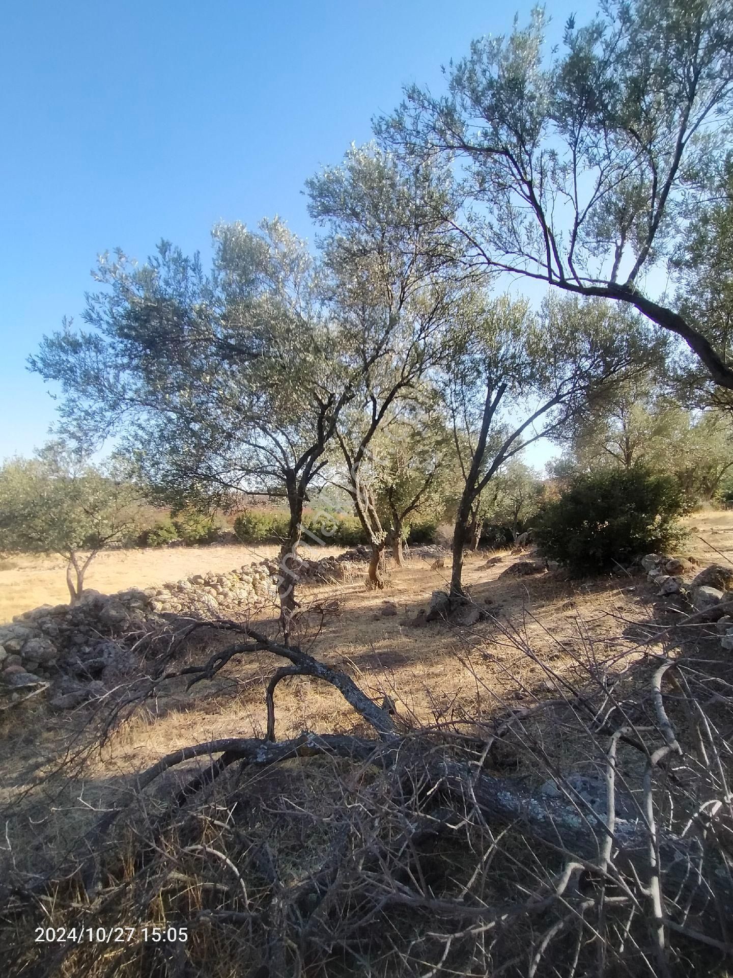 Saadet Korkmaz Emlak'tan Dikili Katıralanı Köyünde 8550 M2 Tarla Vasfında Satılık Zeytinlik - Görsel 19