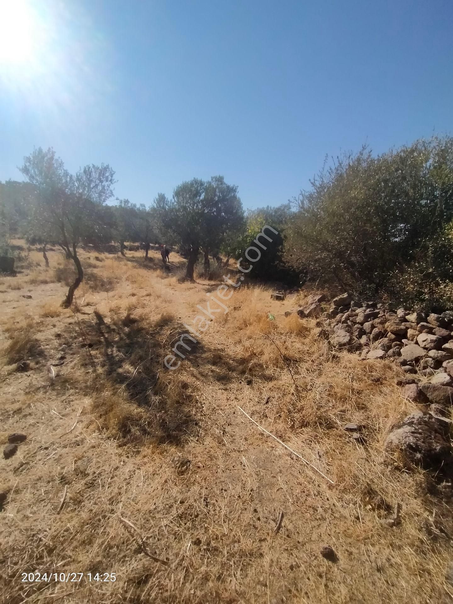 Saadet Korkmaz Emlak'tan Dikili Katıralanı Köyünde 23 Dönüm Baraja 100 Mt Satılık 23 Dönüm Tarla - Görsel 11