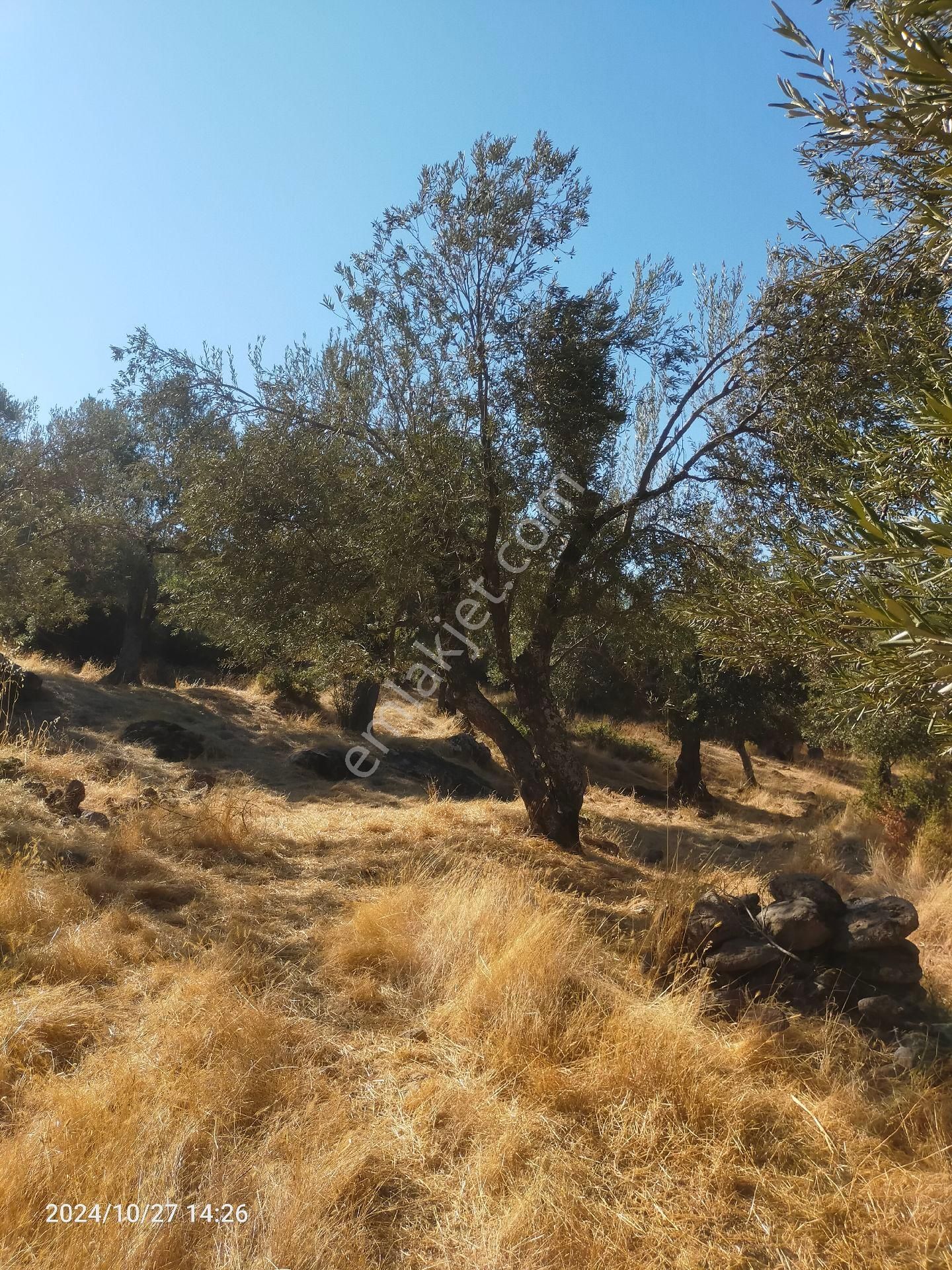 Saadet Korkmaz Emlak'tan Dikili Katıralanı Köyünde 23 Dönüm Baraja 100 Mt Satılık 23 Dönüm Tarla - Görsel 8