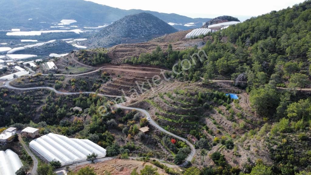 Alanya Özvadi Satılık Tarla  ALANYA ÖZVADİ YATIRIMLIK KELEPİR TARLA