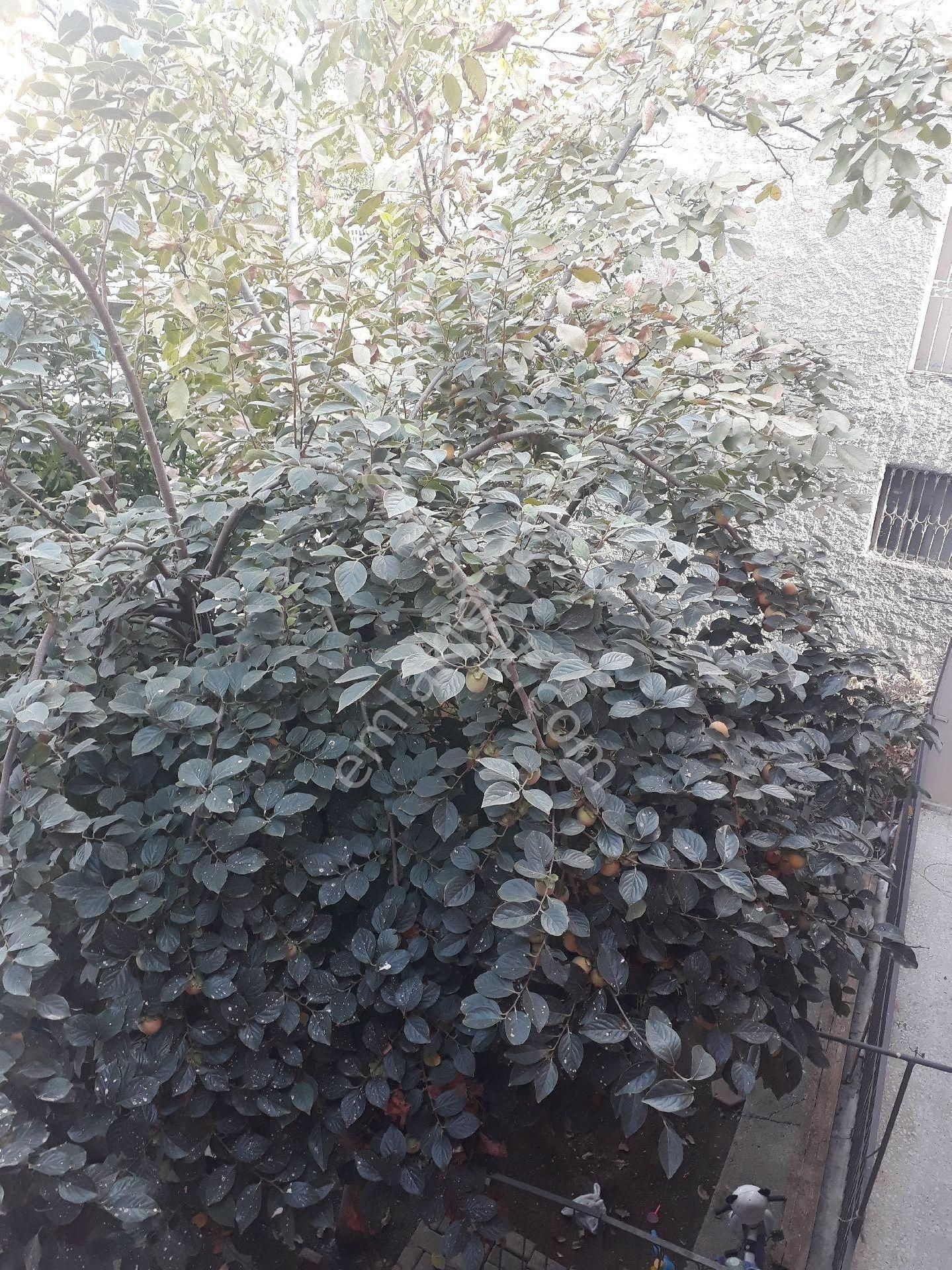 Adana Seyhan Yeşilevler Mahallesin De 2 Katlı 201 M2 Arsalı Müstakil - Görsel 4