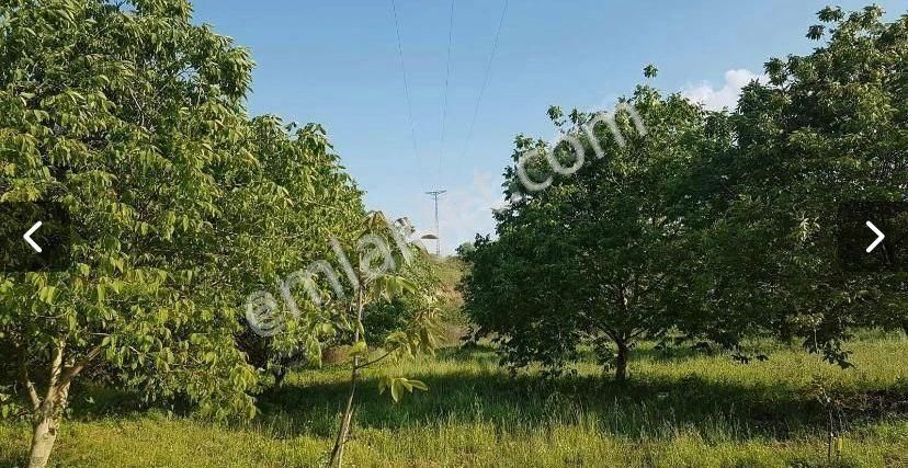 Salihli Kurttutan Satılık Zeytinlik  SALİHLİ KURTTUTAN MAHALLESİNDE 62 DÖNÜM ZEYTİN ANTEP FISTIĞI VE CEVİZ AĞAÇLARI BULUNAN TARLA