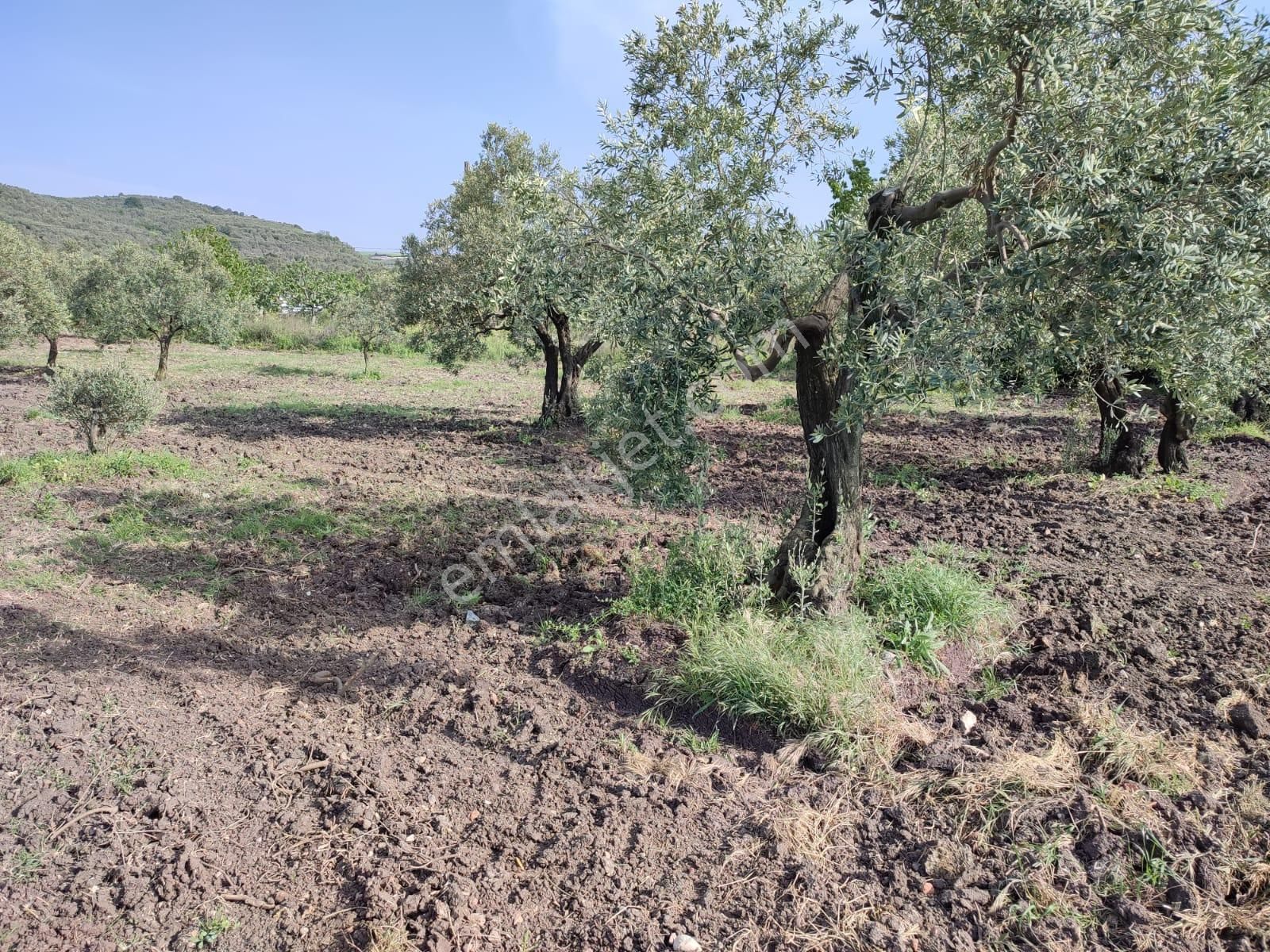 Mudanya Yalıçiftlik Satılık Tarla MUDANYA YALIÇİFTLİK KÖYÜ'NDE KAPİTAL'DEN  2516 M2 SATILIK TARLA