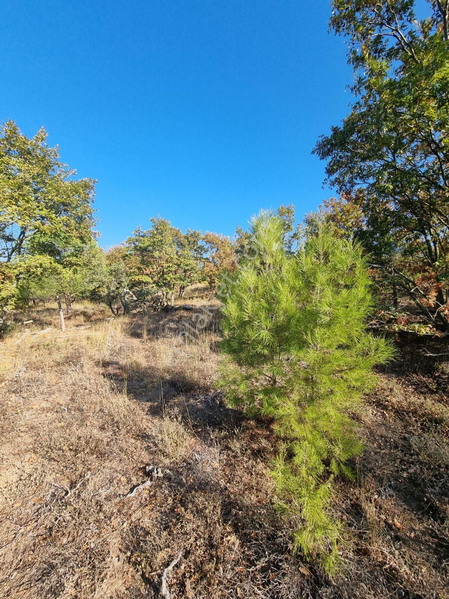 Bayramiç Hacıbekirler Köyü Satılık Bağ & Bahçe KAZ DAĞLARI ETEĞİNDE BAYRAMİÇ HACIBEKİRLERDE 1800 m2 BAĞ HAN EMLAKTAN