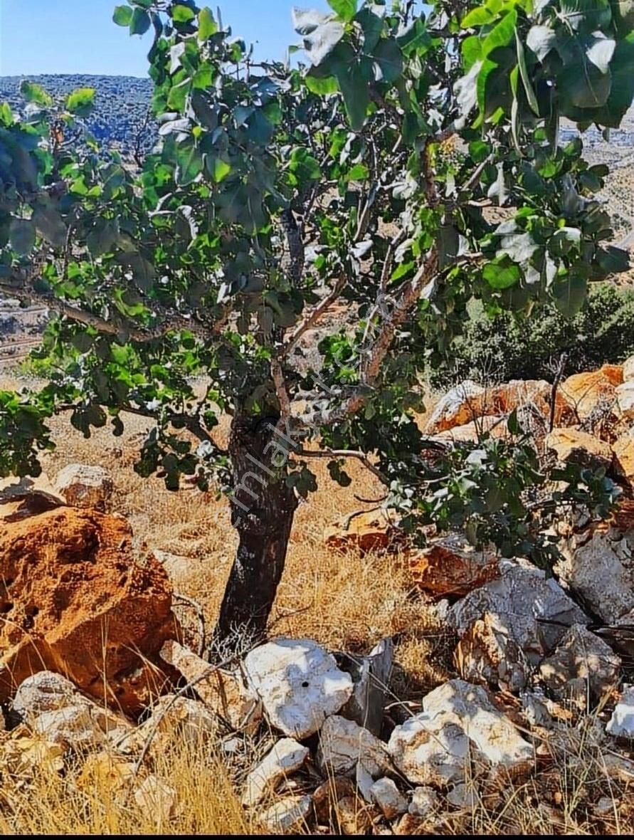 Nizip Tatlıcak Satılık Bağ & Bahçe ANADOLUDAN CAGİTTA UYGUN YATİRİMLİK ARAZİ