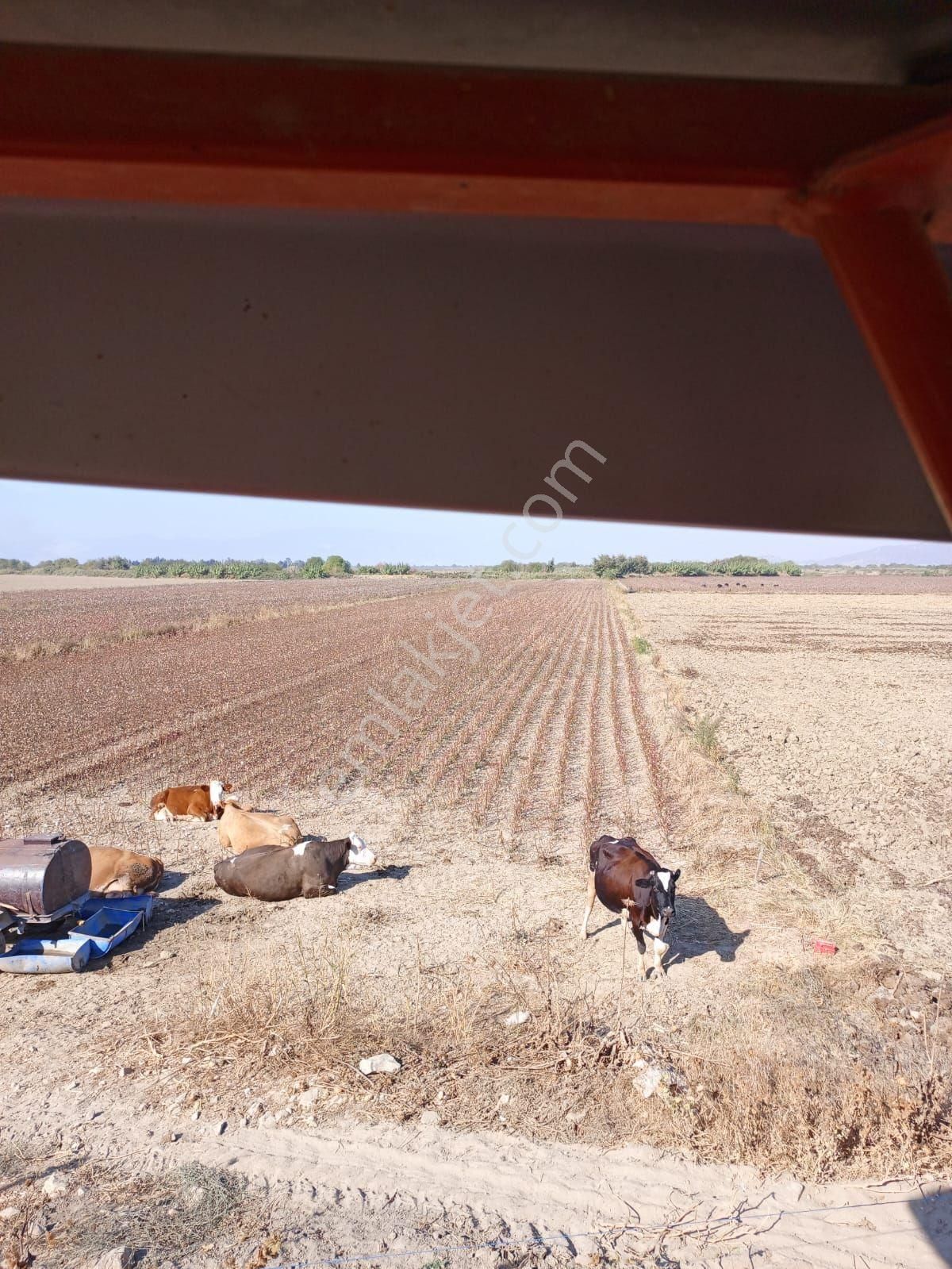 Söke Nalbantlar Satılık Tarla aydın söke nalbantlar mah. köy altında satılık tarım arazisi tarla