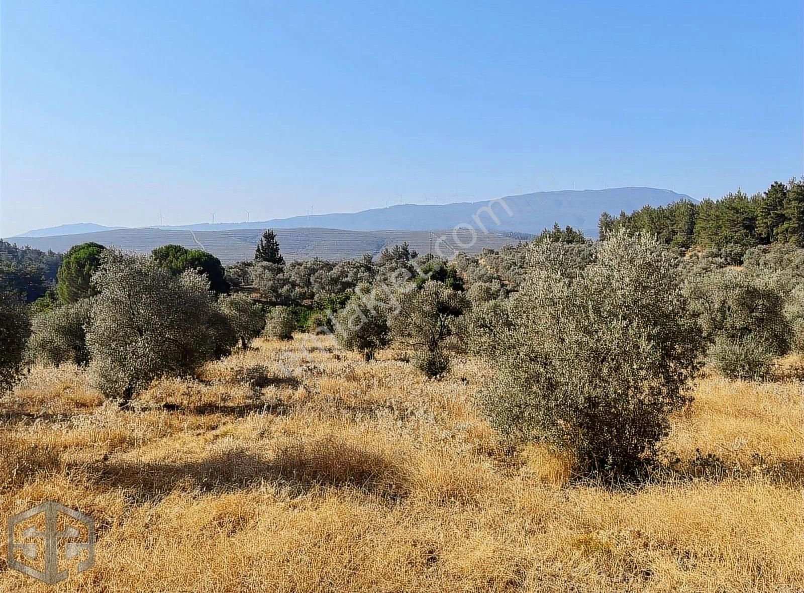 İzmir Selçuk Havuçulu Köyü 8000 M2 Zeytinlik Takasa Açık - Görsel 7