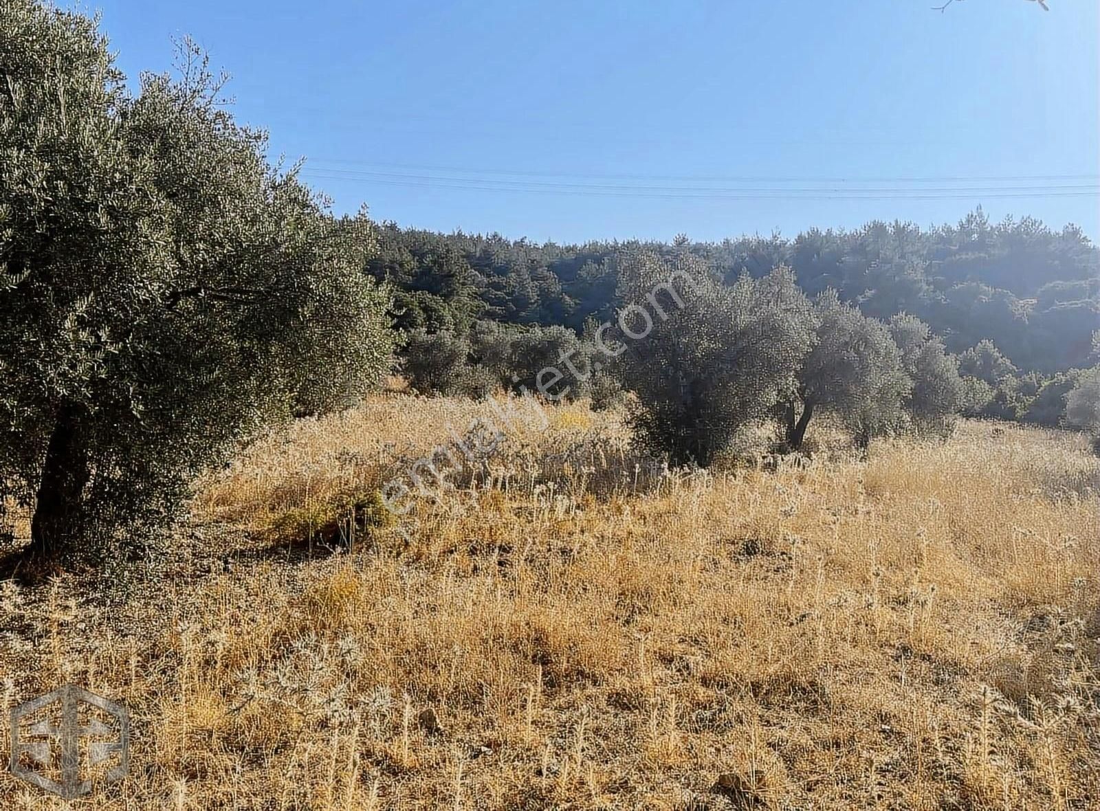 İzmir Selçuk Havuçulu Köyü 8000 M2 Zeytinlik Takasa Açık - Görsel 5