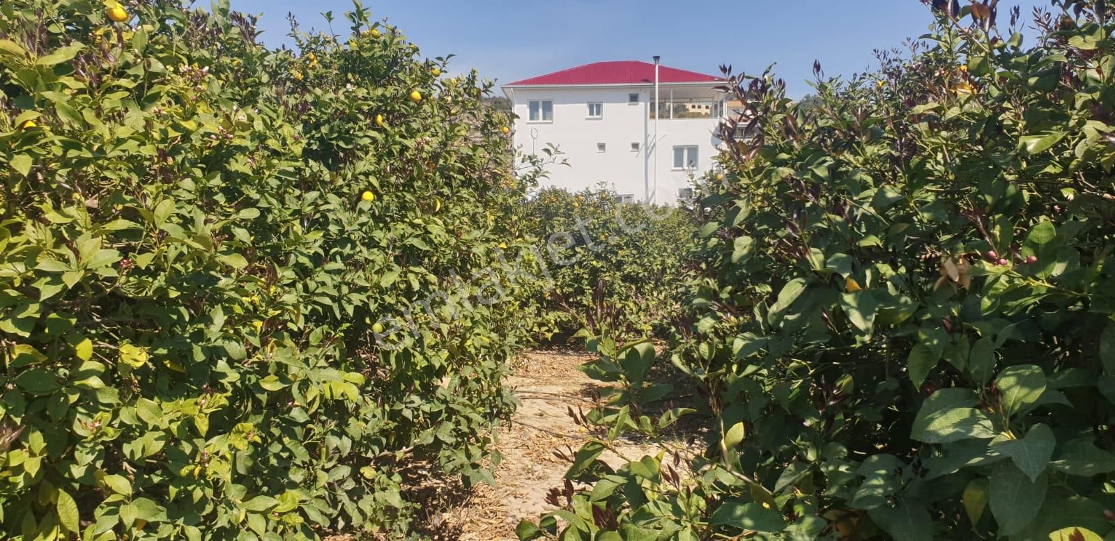 Silifke Atayurt Satılık Bağ & Bahçe Silfike Esenbelde Satılık Anayol Üzeri Limon Bahçesi