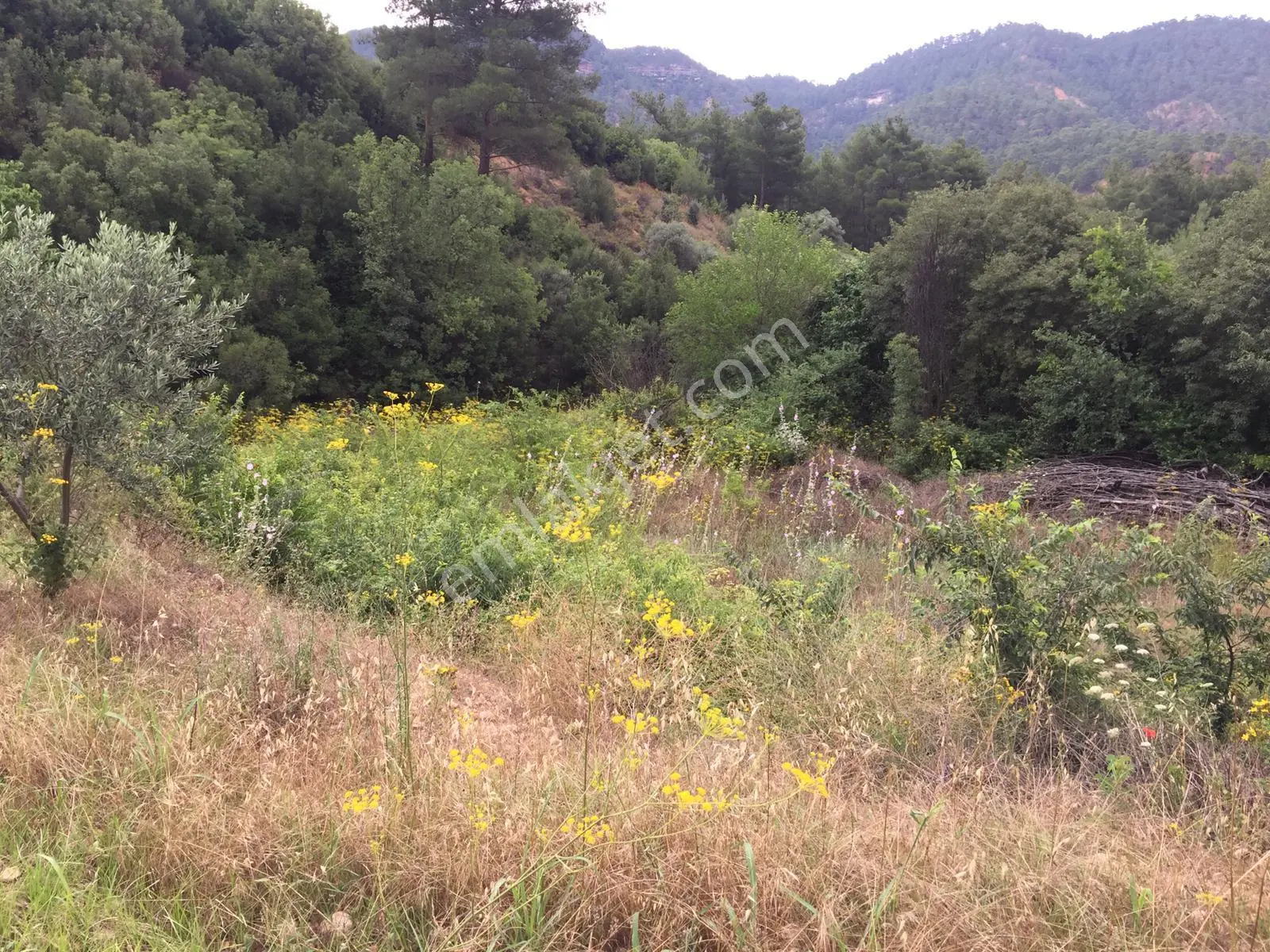 Muğla Merkez Göktepe Köyün De 12980.m2 Yolu Olan Tarla - Görsel 5