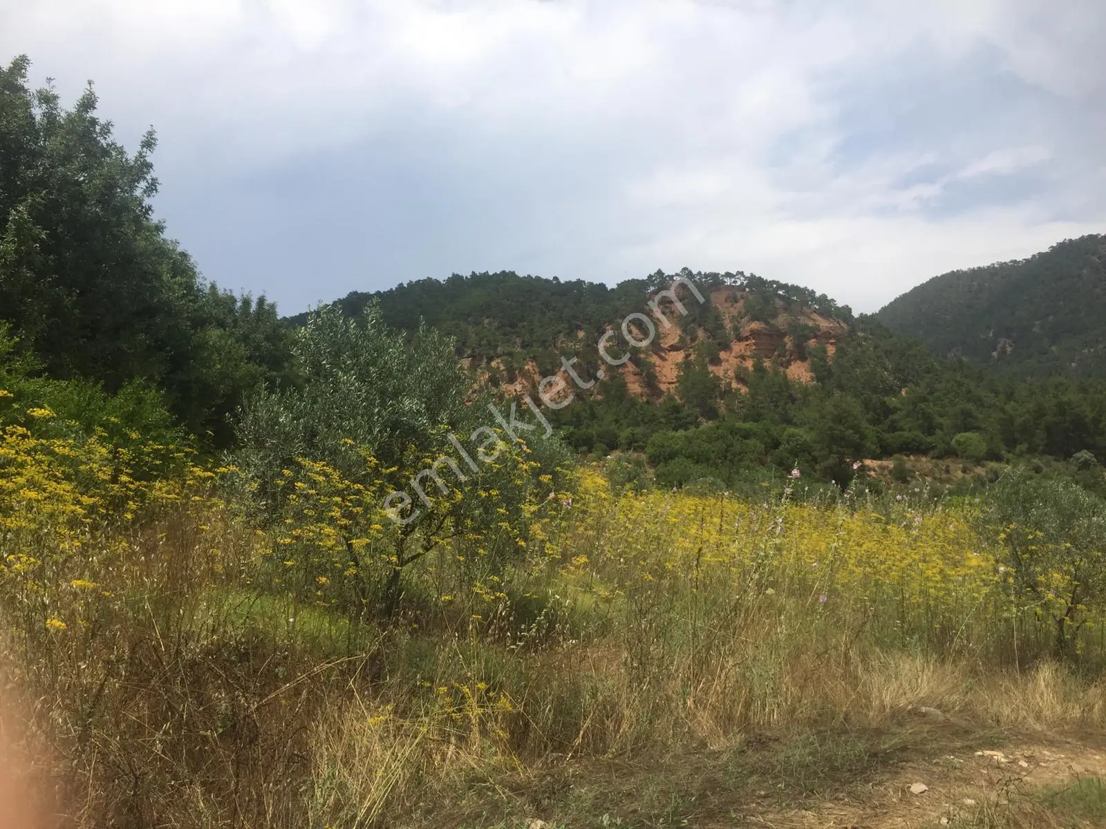 Muğla Merkez Göktepe Köyün De 12980.m2 Yolu Olan Tarla - Görsel 2