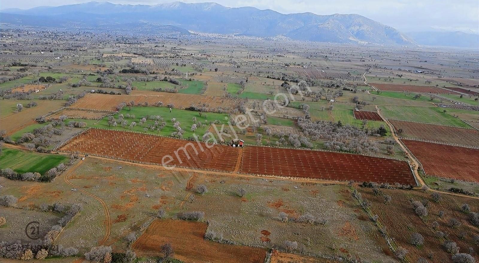 Tavas Kızılcabölük Satılık Tarla Tavas/Kızılcabölük'te Satılık 32.625 m2 Ceviz Bahçesi