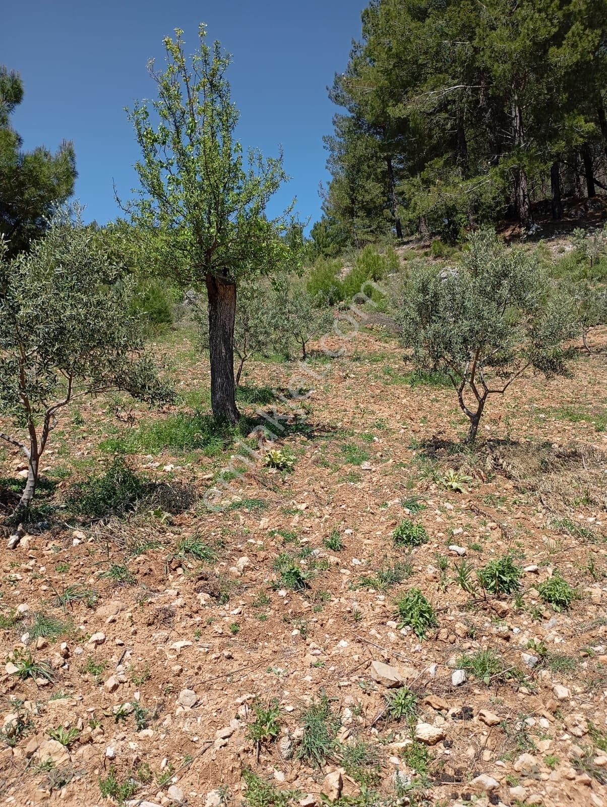 Dalaman Elcik Satılık Tarla Muğla Dalaman Elcik Köyü Kelepir Tarla