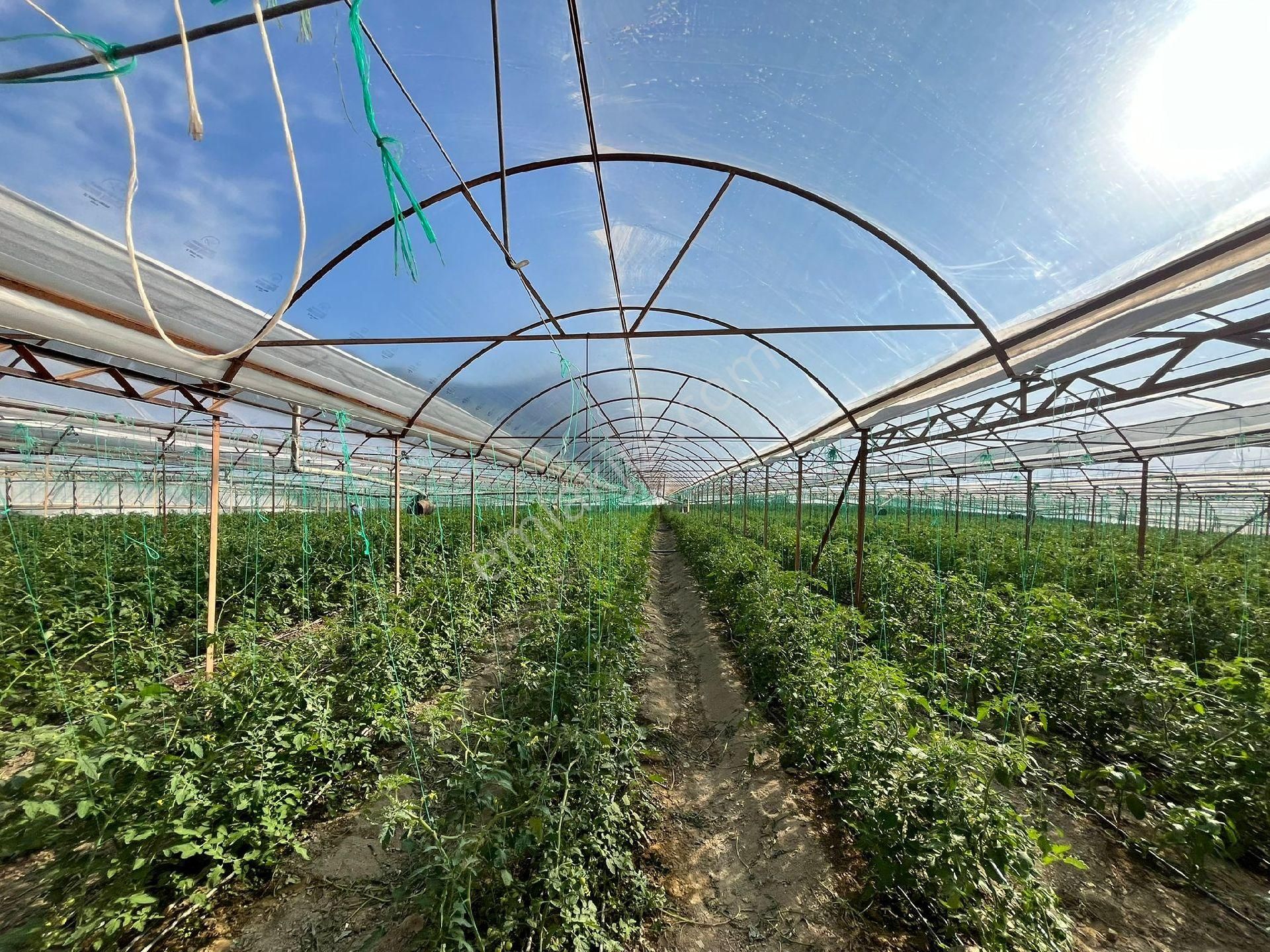 Antalya Kumluca Nın Göz Bebeği İncircik De Satılık Tarla.sera Ve Evler - Görsel 4